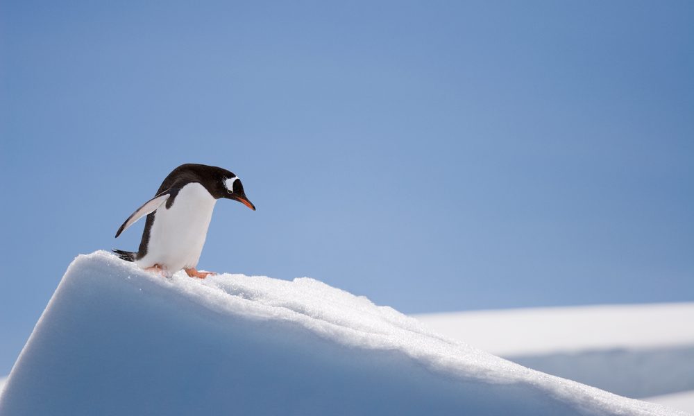 Is Google already rolling out or testing it’s penguin update?